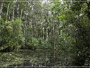 okefenokee_swamp_06