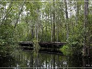 okefenokee_swamp_07