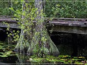 okefenokee_swamp_08