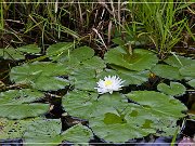 okefenokee_swamp_09