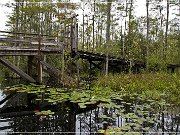 okefenokee_swamp_10