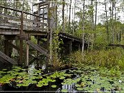 okefenokee_swamp_11