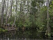 okefenokee_swamp_12