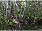 okefenokee_swamp_13