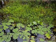 okefenokee_swamp_18