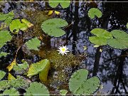 okefenokee_swamp_19