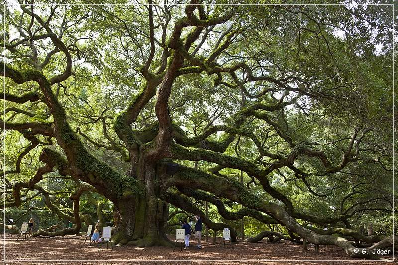 angel_oak_01.jpg