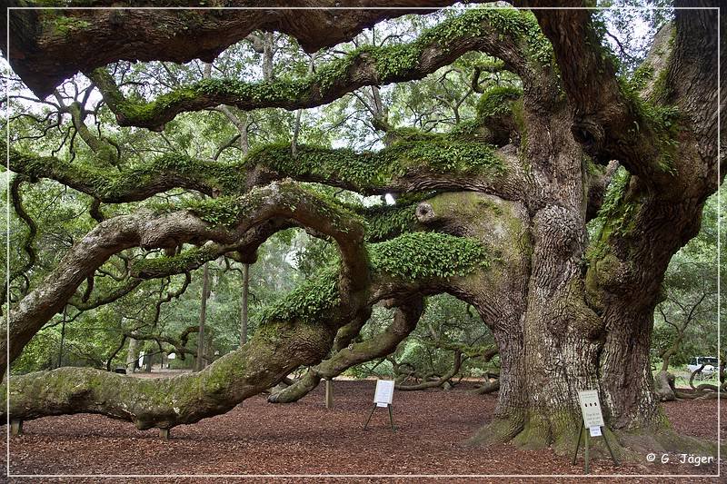 angel_oak_04.jpg