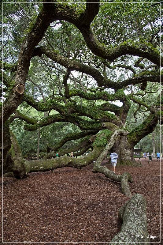 angel_oak_05.jpg