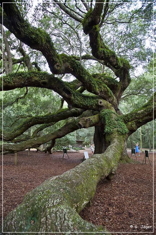 angel_oak_06.jpg