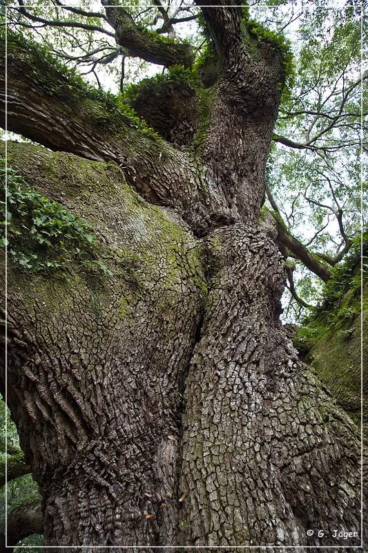 angel_oak_09.jpg