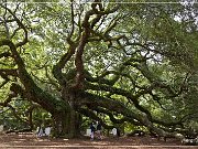 Angel Oak