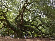 angel_oak_01