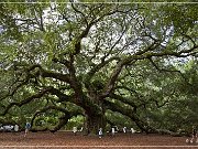 Angel Oak