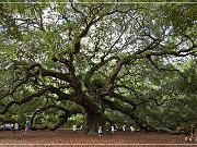 angel_oak_02