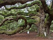Angel Oak