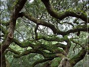 Angel Oak