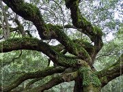 Angel Oak