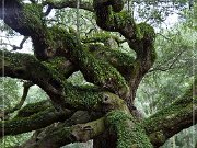 Angel Oak