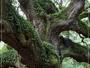 Angel Oak