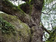 Angel Oak