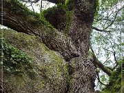 angel_oak_09