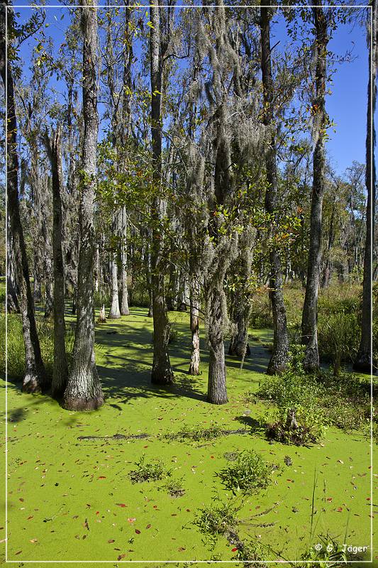 audubon_swamp_garden_03.jpg