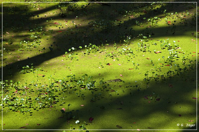 audubon_swamp_garden_10.jpg