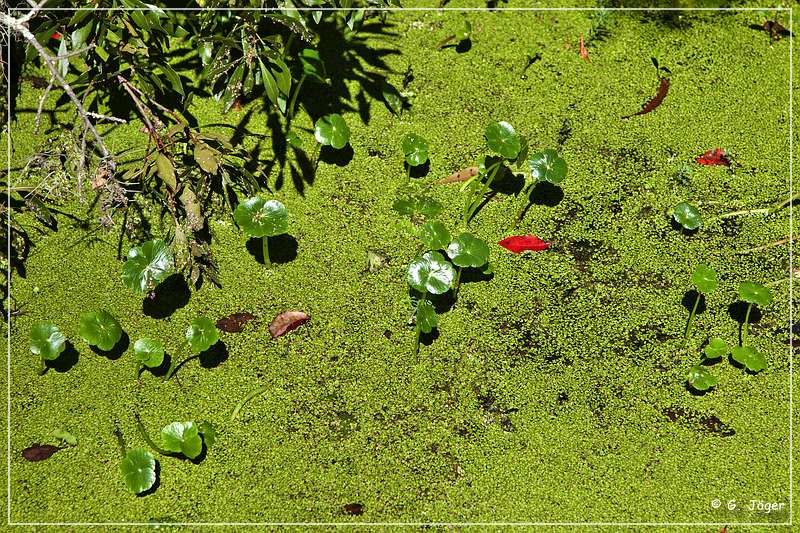 audubon_swamp_garden_11.jpg