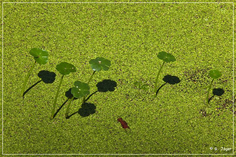 audubon_swamp_garden_12.jpg
