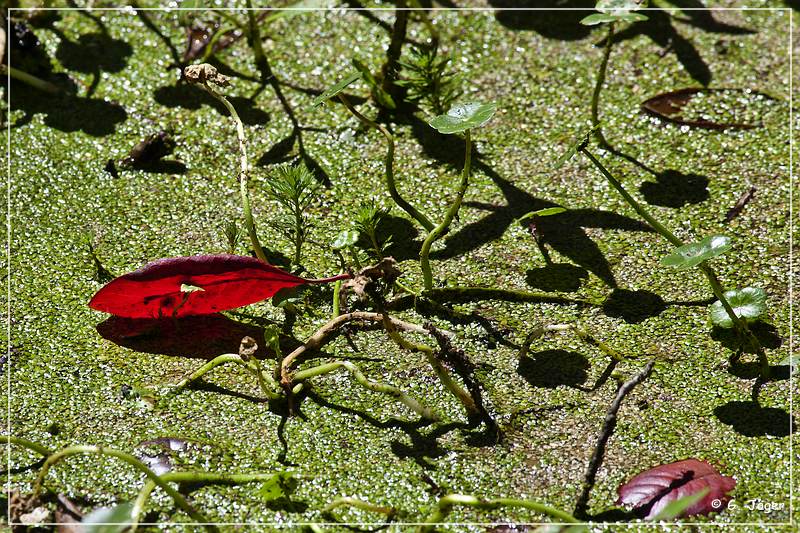 audubon_swamp_garden_13.jpg