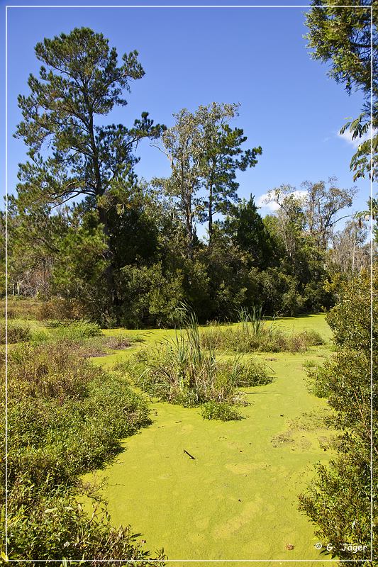 audubon_swamp_garden_18.jpg