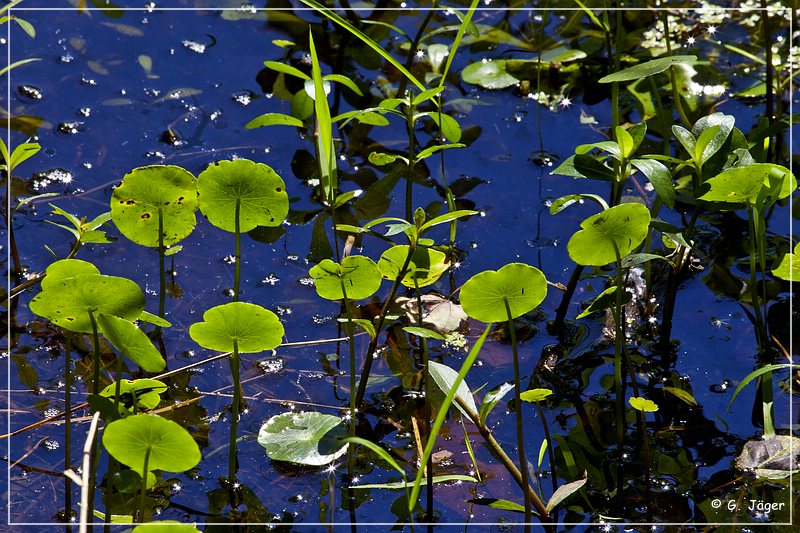 audubon_swamp_garden_26.jpg