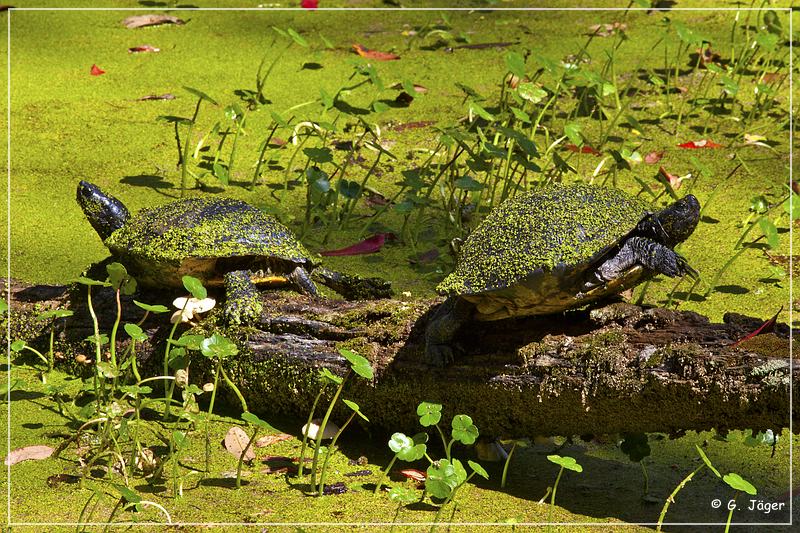 audubon_swamp_garden_51.jpg