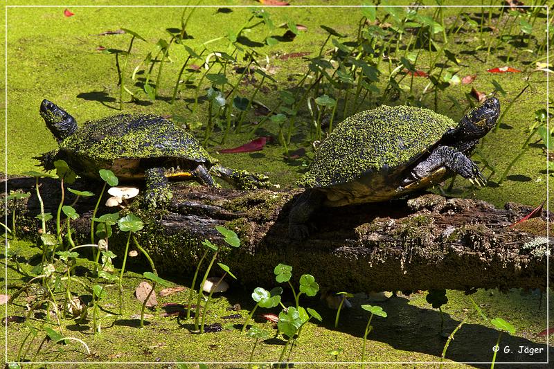 audubon_swamp_garden_54.jpg