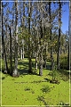 audubon_swamp_garden_03
