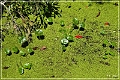 audubon_swamp_garden_11