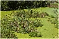 audubon_swamp_garden_28