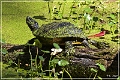 audubon_swamp_garden_40
