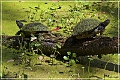 audubon_swamp_garden_48