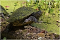 audubon_swamp_garden_50