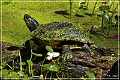 audubon_swamp_garden_53