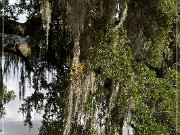 magnolia_plantation_gardens_2015_08