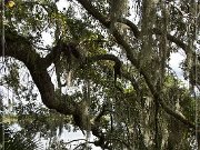 magnolia_plantation_gardens_2015_09