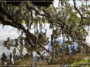 Magnolia Plantation & Gardens