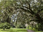 magnolia_plantation_gardens_2015_13