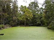 magnolia_plantation_gardens_2015_16