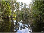 magnolia_plantation_gardens_2015_19