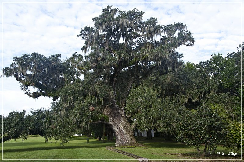 mcleod_plantation_19.jpg