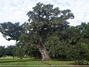 mcleod_plantation_19